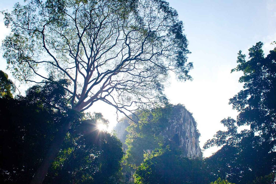 Sunrise through giant tree in Borneo jungle with limestone cliff in background.